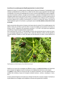 INFO_Scarabée japonais_2025_FIN Info