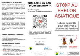 Frelon asiatique - Dépliant V5 Flyer
