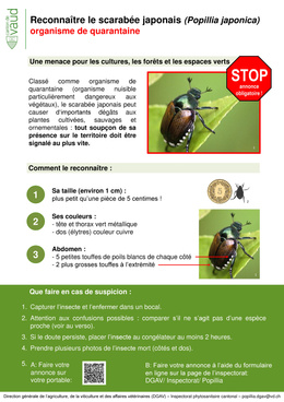 FT_DGAV_Reconnaître_le_scarabée_japonais Reconnaitre